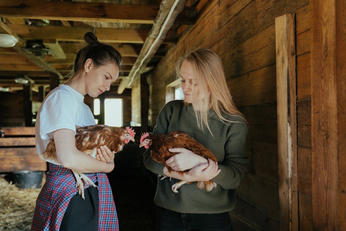 smiling women holding two brown chickens